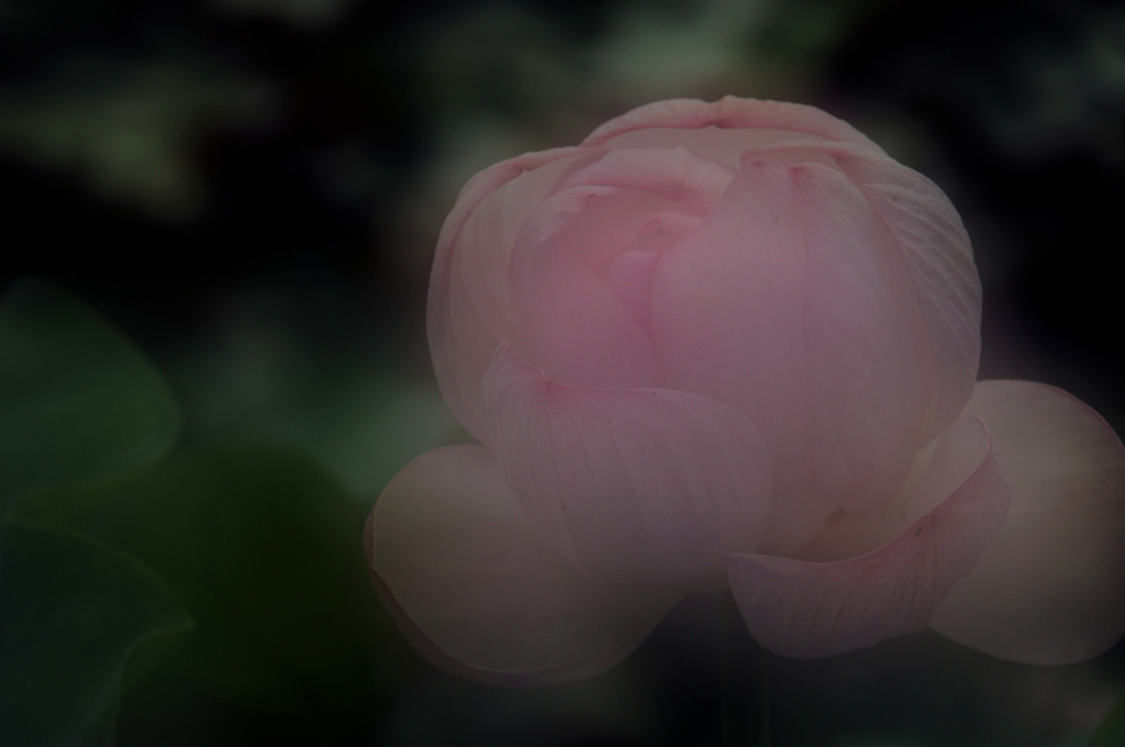 開花