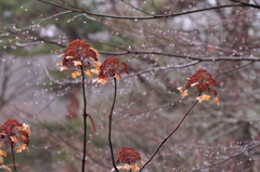 冬の雨