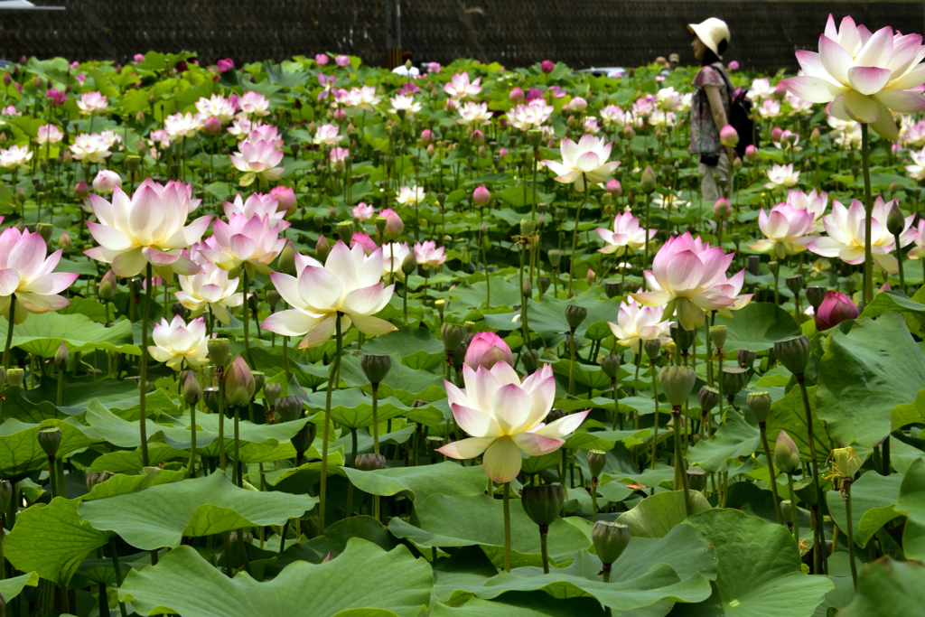花盛り