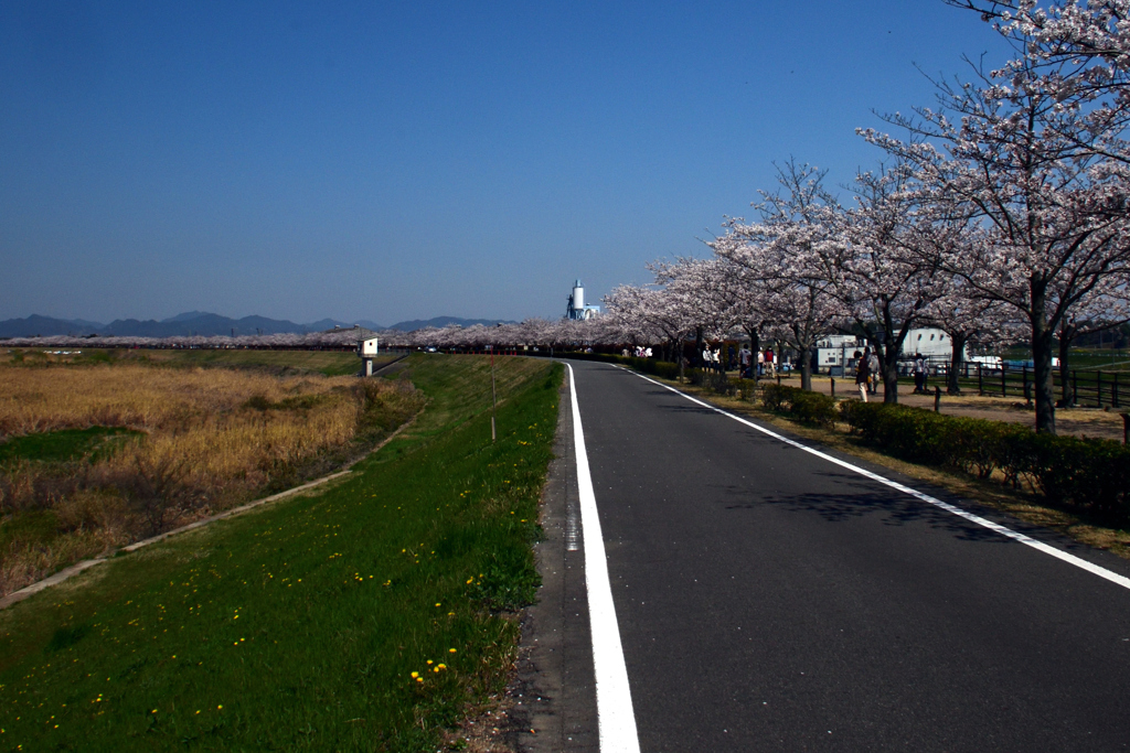 小野さくら堤回廊