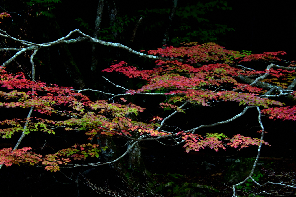 紅葉の色づき進む