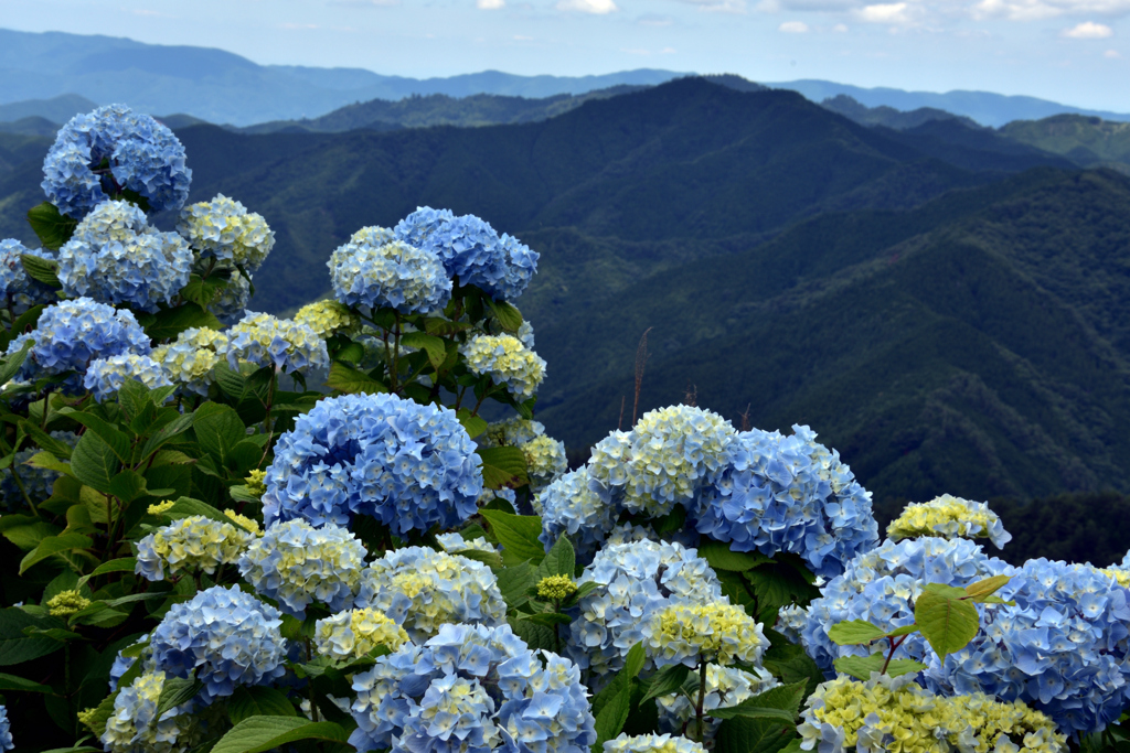 山辺に咲く