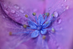 花に雨