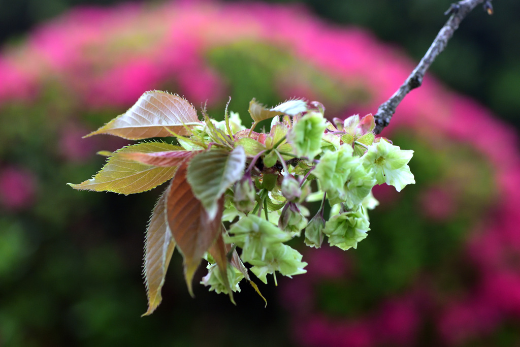 八重桜（御衣黄）