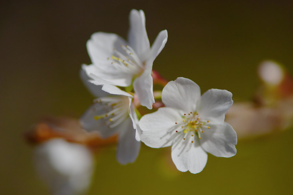 四季桜