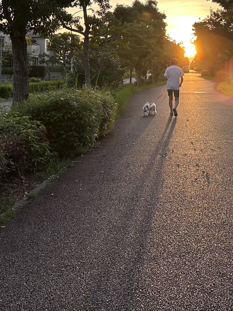 長い影（早朝散歩）