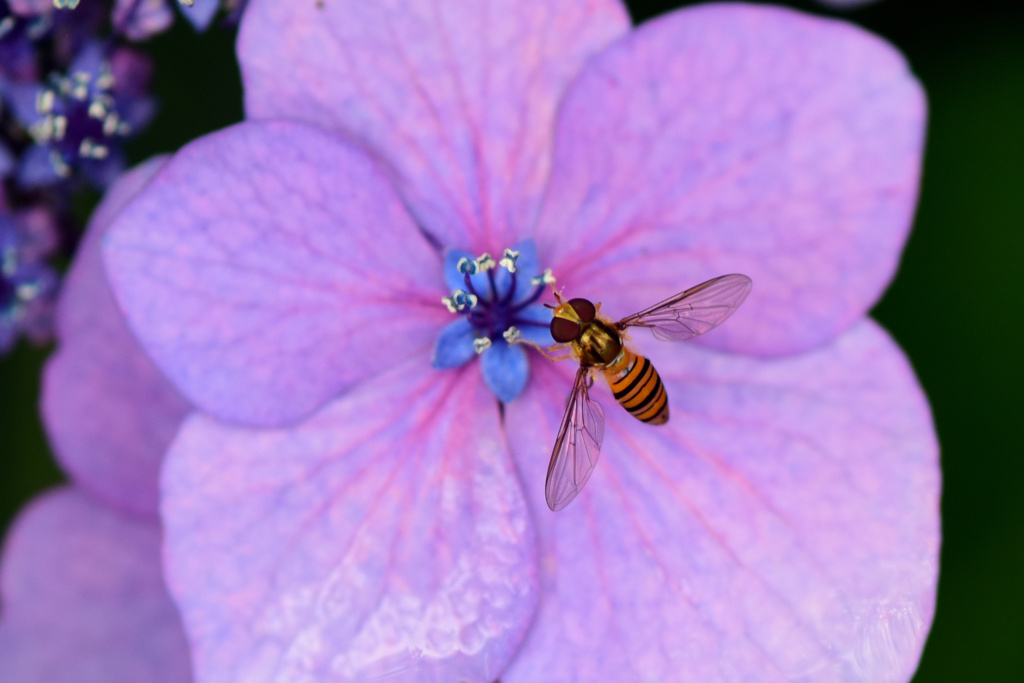 ハナアブと額紫陽花