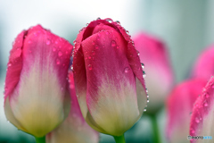 花に雨（1）