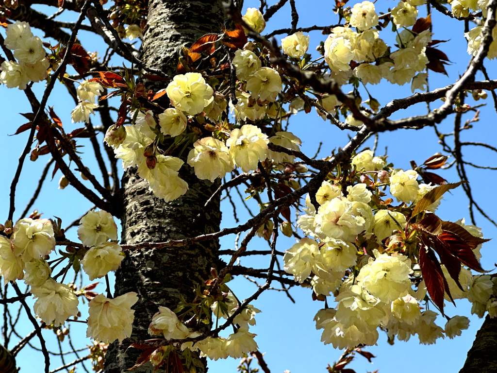 八重桜（鬱金、黄桜）