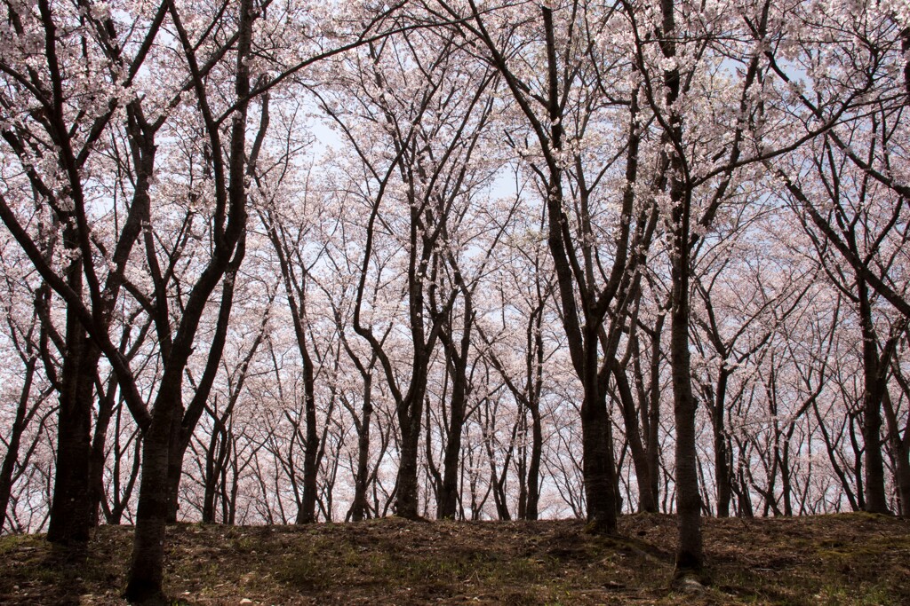 桜の園