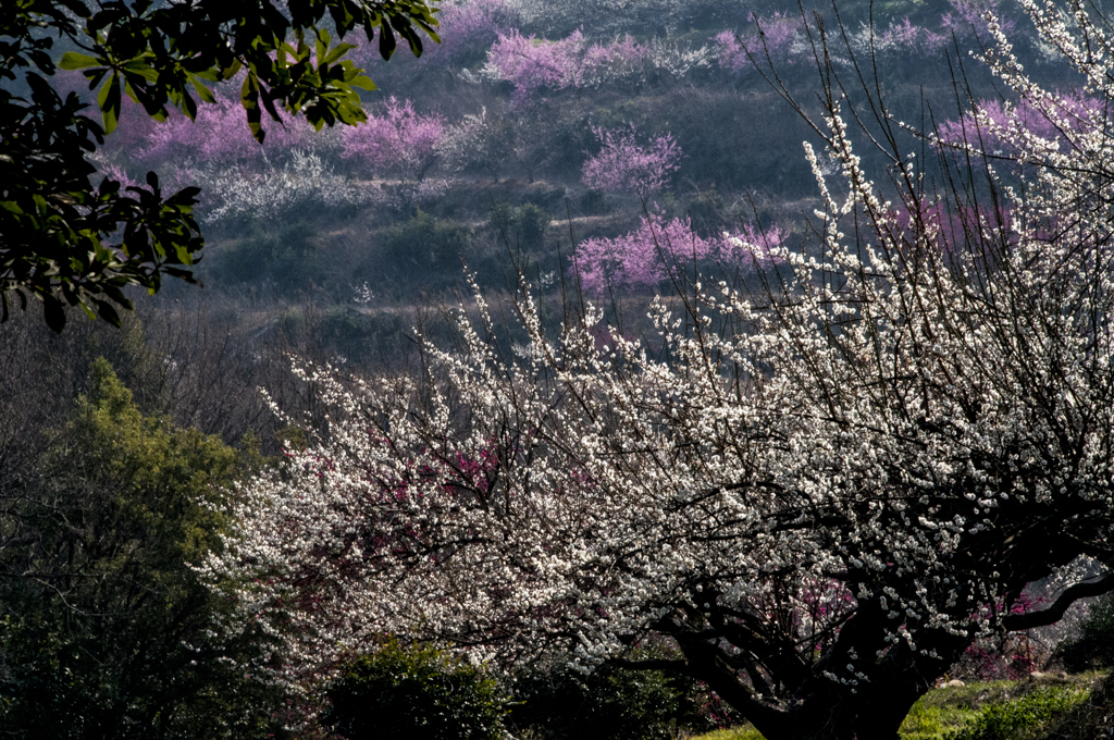 梅園その3