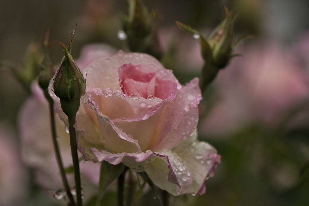 バラと雨 2