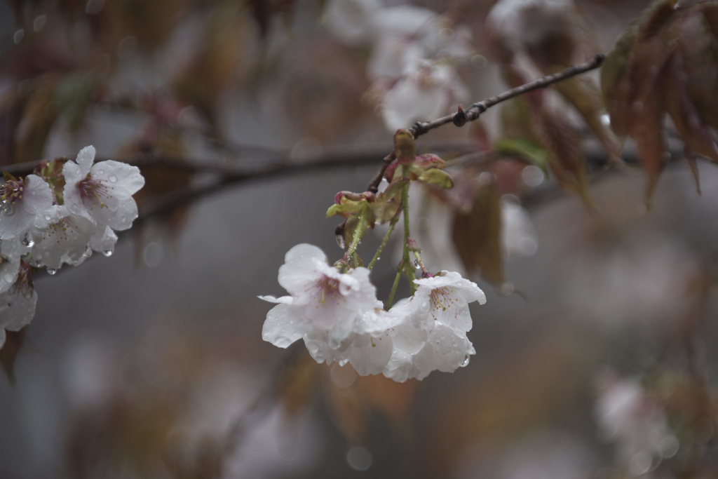 春の雨 2