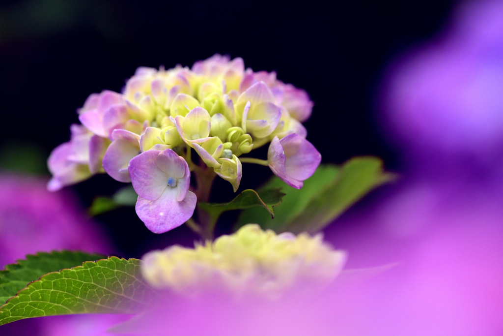 紫陽花