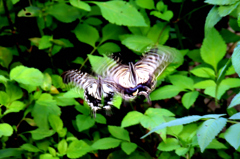 アゲハ蝶の舞
