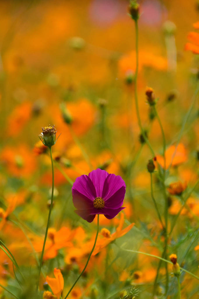 一輪の花