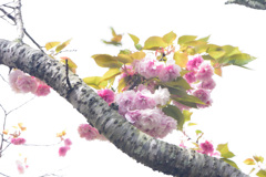 八重桜（普賢象）