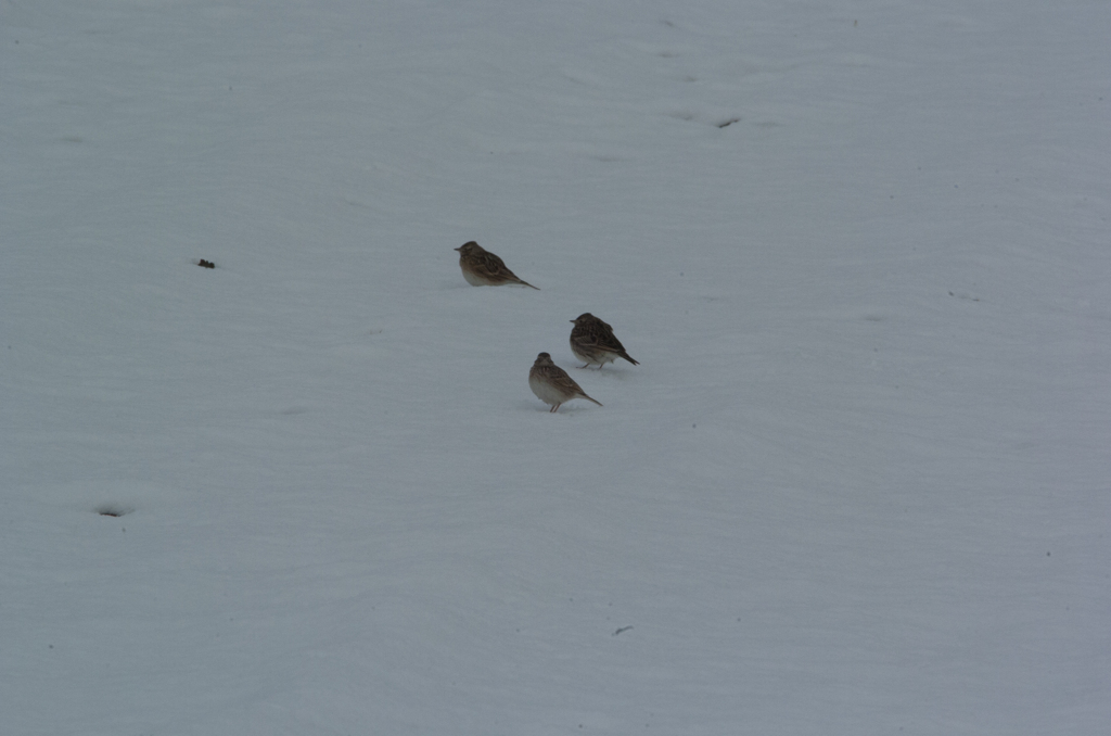 思いがけぬ雪