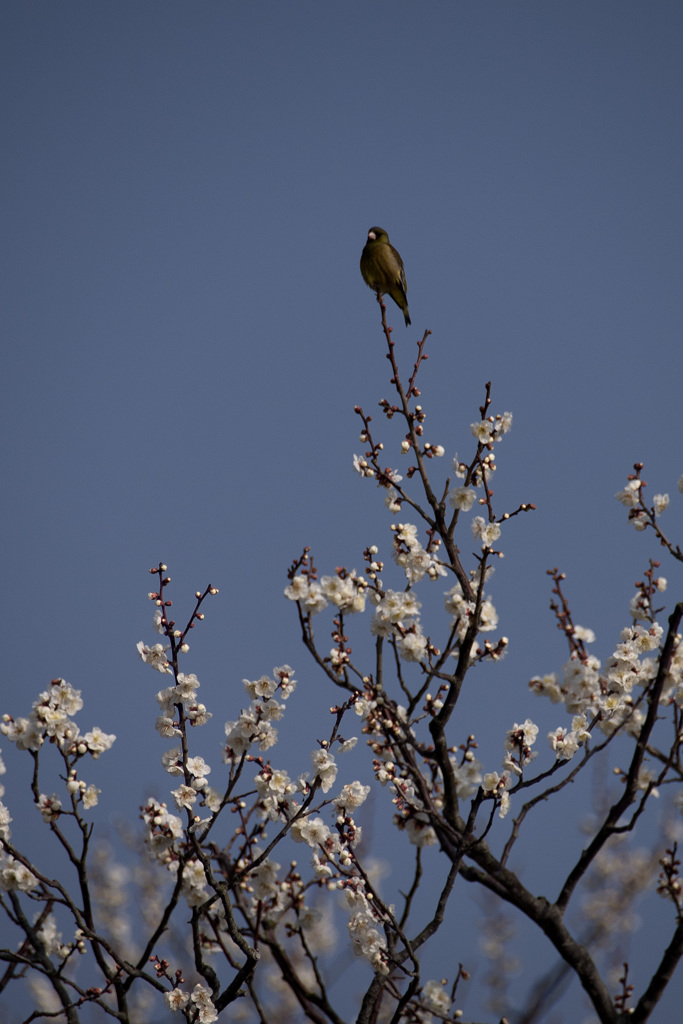 梅三題　（てっぺん）