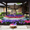 紫陽花の寺