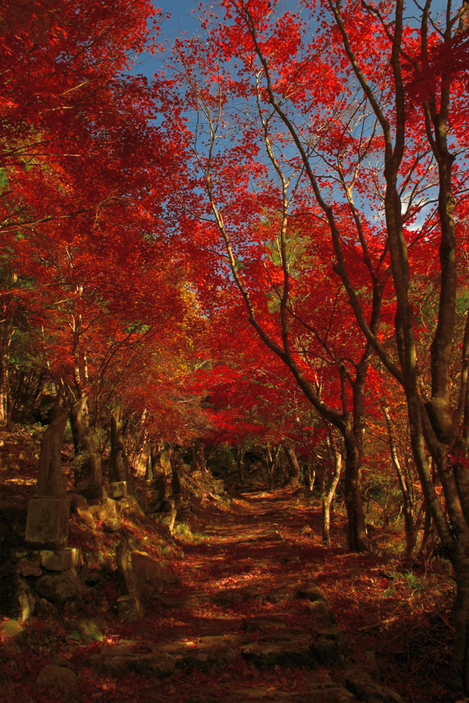 真紅の遊歩道