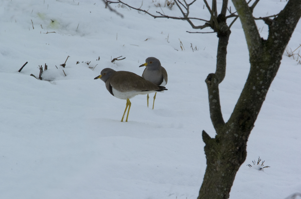 思いがけぬ雪