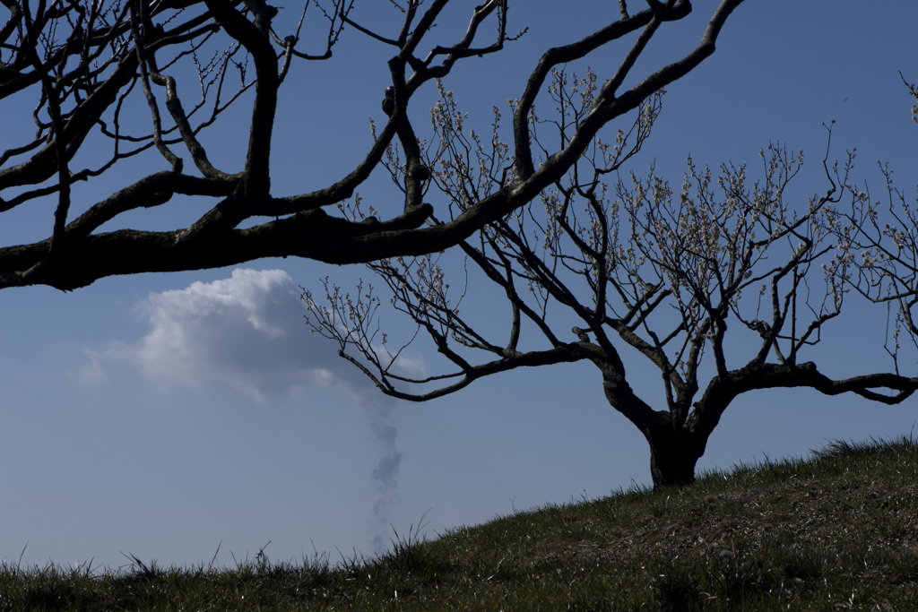 梅三題　（煙）