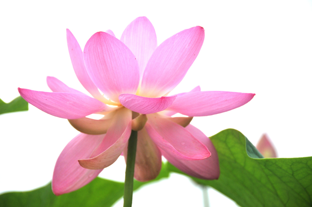 蓮華
