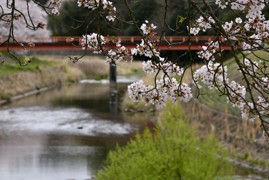 桜花（6）