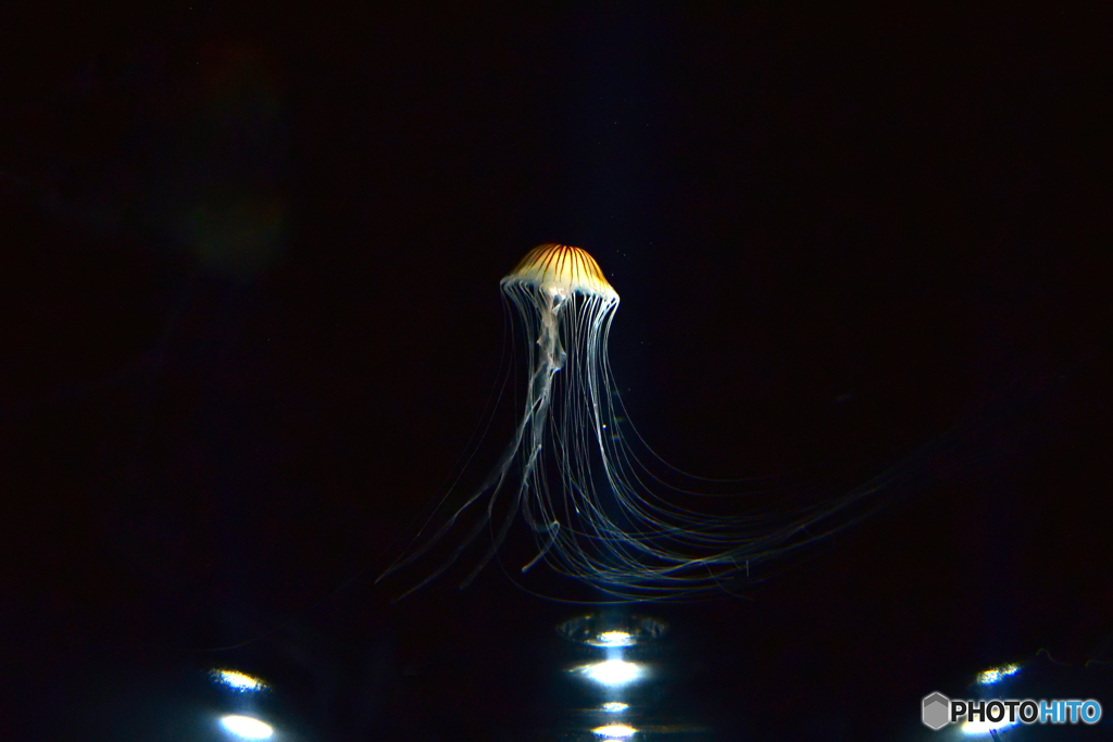 Jellyfish on the stage