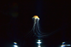 Jellyfish on the stage