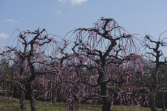 梅三題　（フラダンス）