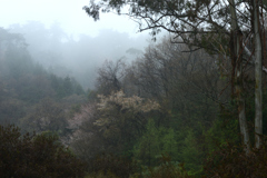 春の雨