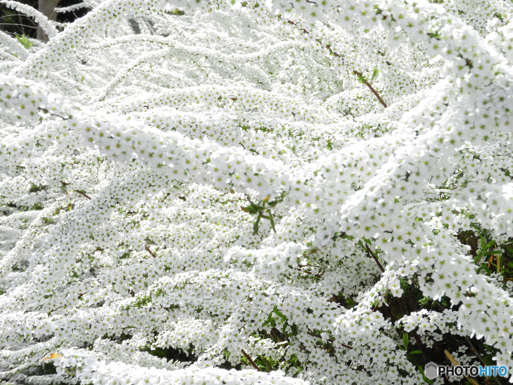 雪柳