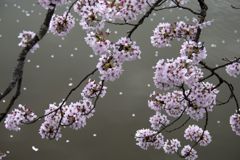 桜花（3）