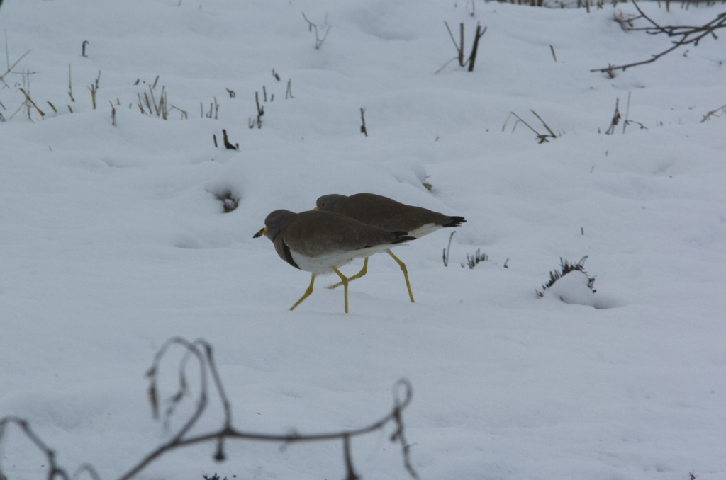 思いがけぬ雪