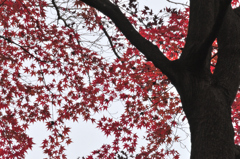 紅葉狩り(1)