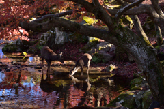 晩秋の奈良公園（1）
