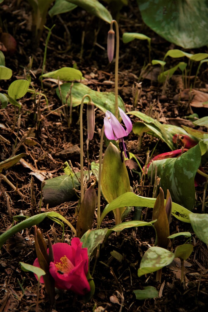 カタクリ咲く頃(1)