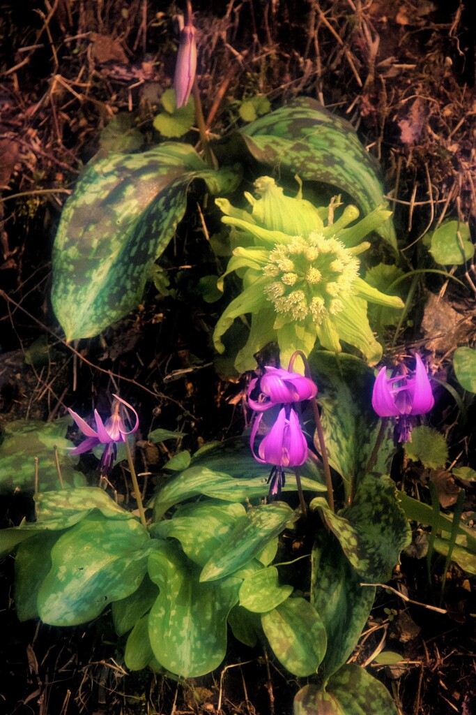 カタクリ咲く頃 (2)