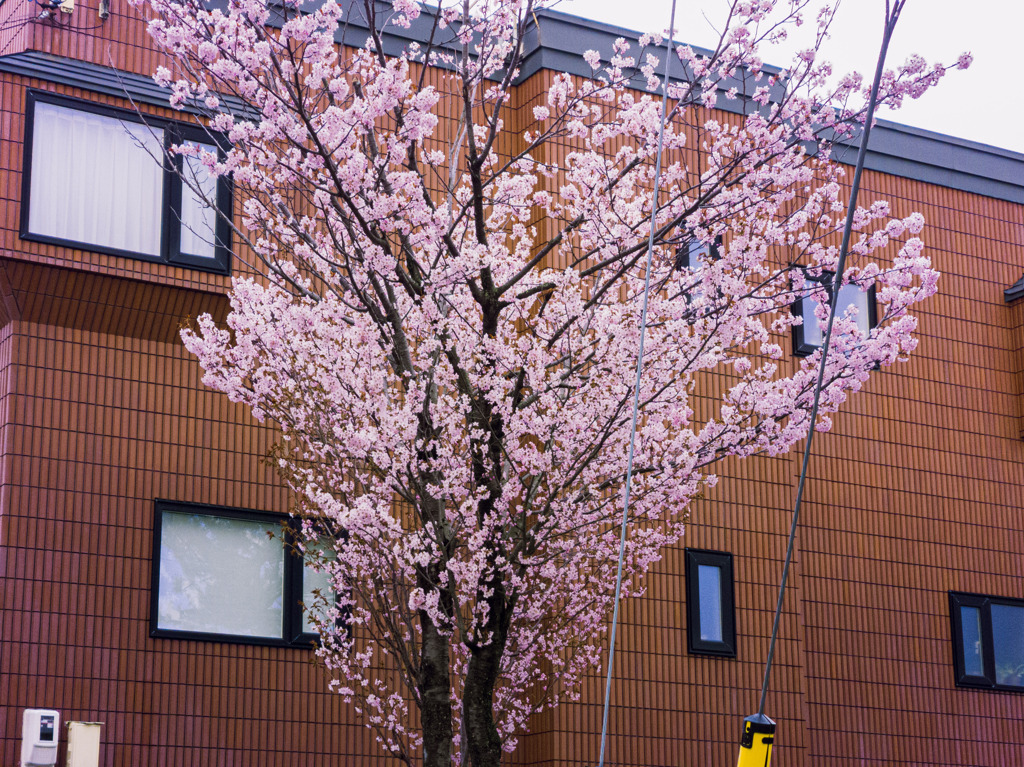 自宅桜