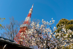 東京タワー
