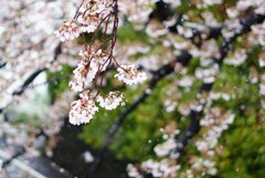 花冷え
