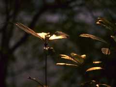 GOLDEN LEAVES