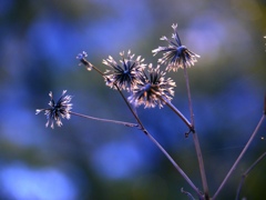 森の中の小さな花火