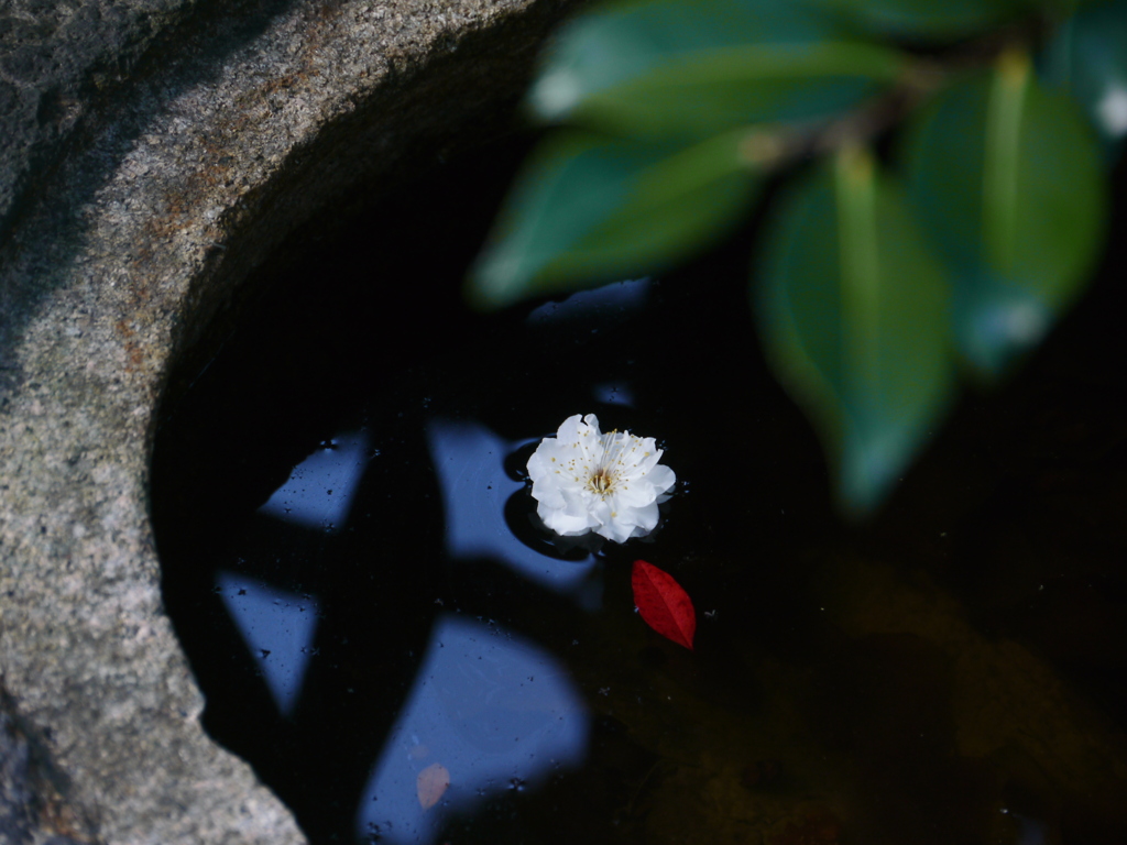 つくばいの梅