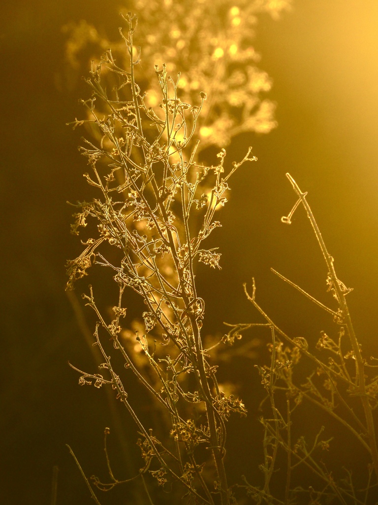 Golden  Weeds