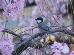 シジュウガラと桜