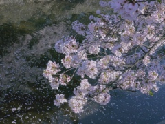 花筏