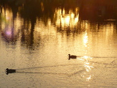 Golden Pond